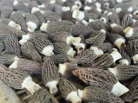 Group of morel mushrooms with honeycomb caps