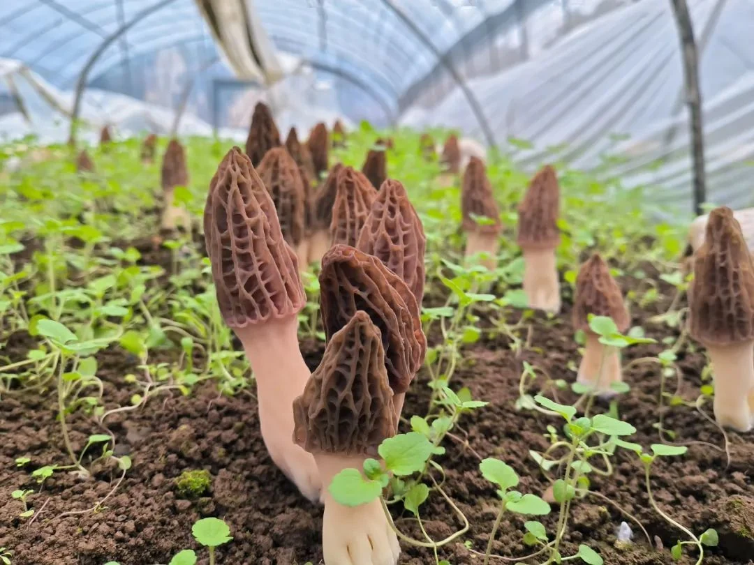 Morel mushrooms growing in soil inside a covered cultivation greenhouse